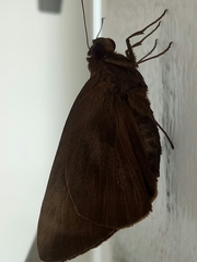 Erionota thrax