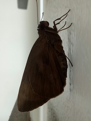 Erionota thrax