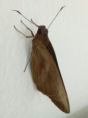 Erionota thrax