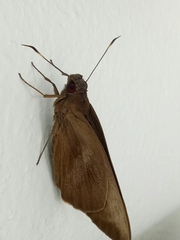 Erionota thrax
