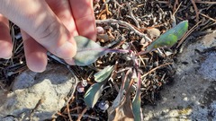 Penstemon pachyphyllus