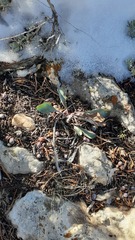 Penstemon pachyphyllus