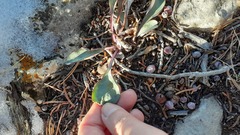 Penstemon pachyphyllus