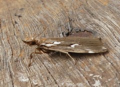 Perimeceta niphotypa