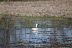 Cygnus columbianus columbianus