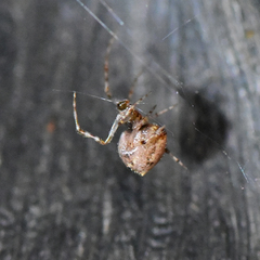 Theridiidae