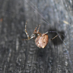 Theridiidae