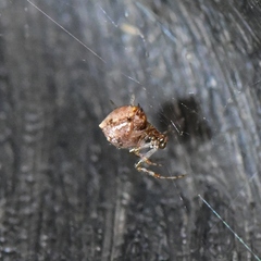Theridiidae