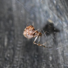 Theridiidae