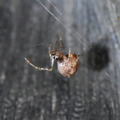 Theridiidae