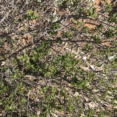 Dodonaea bursariifolia