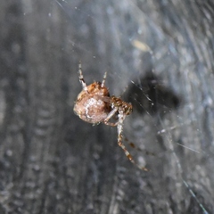 Theridiidae