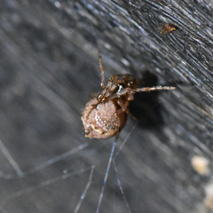 Theridiidae