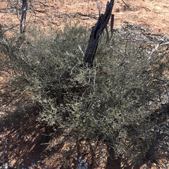 Cryptandra tomentosa