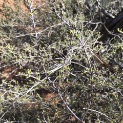 Cryptandra tomentosa