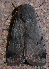 Anicla beata
