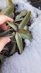 Penstemon pachyphyllus