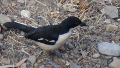 Laniarius aethiopicus