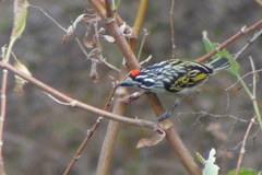 Pogoniulus pusillus