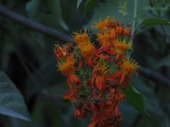 Pseudogynoxys haenkei