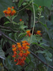 Pseudogynoxys haenkei