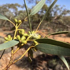 Eucalyptus dumosa