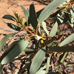 Eucalyptus dumosa