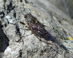 Amphipsalta
