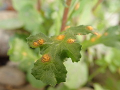 Puccinia lagenophorae