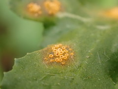 Puccinia lagenophorae