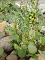 Puccinia lagenophorae