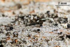 Calicium montanum
