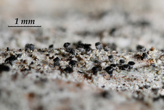 Calicium montanum
