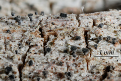 Calicium montanum