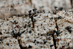 Calicium montanum