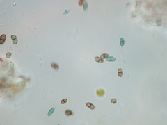 Calicium montanum
