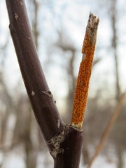 Aurantioporthe corni