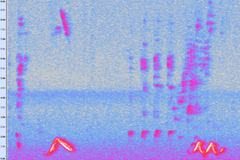 Pterorhinus chinensis