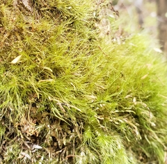 Dicranoloma menziesii