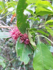 Syzygium wilsonii