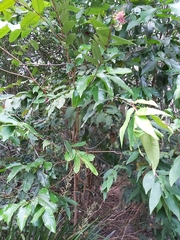 Syzygium wilsonii