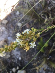 Wahlenbergia axillaris