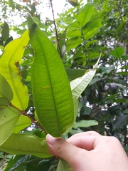 Syzygium wilsonii