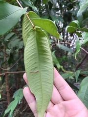Syzygium wilsonii