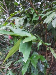 Syzygium wilsonii