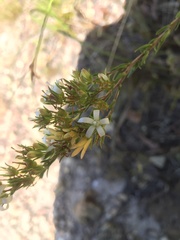 Wahlenbergia axillaris
