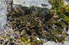 Anisotome flexuosa