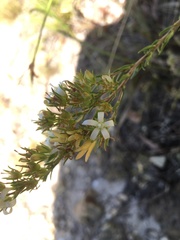 Wahlenbergia axillaris