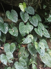 Philodendron ornatum