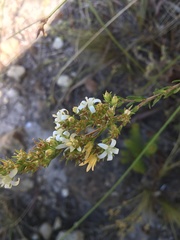 Wahlenbergia axillaris